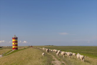 Pilsum lighthouse, flock of sheep, dyke sheep, Pilsum, East Frisia, Lower Saxony, Germany, Europe