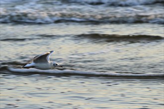 Black-headed Black-headed Gull, Usedom, September, Mecklenburg-Western Pomerania, Germany, Europe