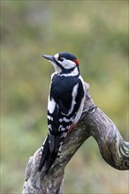 Great spotted woodpecker (Dendrocopos major), sitting on a branch, Oulanka National Park, Kuusamo,