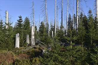 Deadwood, forest dieback in the Harz National Park, Saxony-Anhalt, Germany, Europe