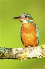 Common kingfisher (Alcedo atthis) sitting on a branch with autumncolours, wildife, Catalonia,