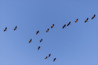 Large group of cranes flying in V-formation in the sky, Crane (Grus grus) wildlife, Western