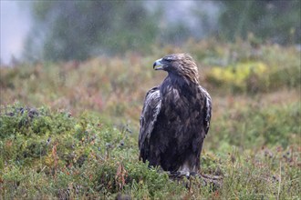 Golden eagle (Aquila chrysaetos), sitting in autumn meadow in the rain, Oulanka National Park,