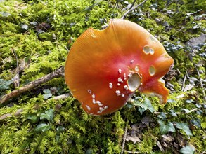 Fly agaric (Amanita muscaria) on mossy ground