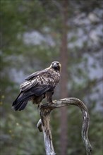 Golden eagle (Aquila chrysaetos), sitting on a branch, Oulanka National Park, Kuusamo, Lapland,