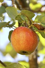 Ripe red apple hanging ready for harvest on a tree in front of a blue sky, fruit tree, orchard,