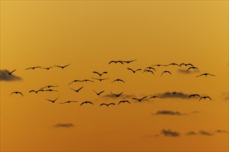 Flying birds in front of an orange-coloured sky at sunset, crane (Grus grus) wildlife, Western