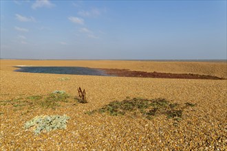 Vegetation colonising lagoon formed on beach at Shingle Street, Hollesley Suffolk, England, UK