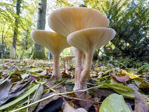 Common Funnel (Infundibulicybe gibba), photographed from the frog's perspective