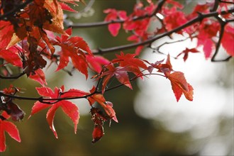 Fan maple in autumn, Germany, Europe