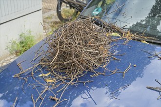 A crow's nest fell from a tree onto a car