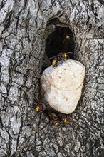 Hornets (Vespa crabro) at their den in the olive tree, Sicily, Italy, Europe