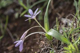 Colchicum cupanii (Colchicum cupanii), Sicily, Italy, Europe