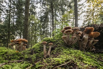 Armillaria polymyces (Armillaria ostoyae), Emsland, Lower Saxony, Germany, Europe