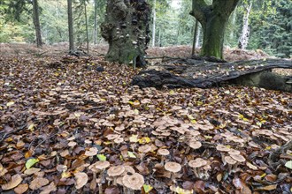 Armillaria polymyces (Armillaria ostoyae), Emsland, Lower Saxony, Germany, Europe