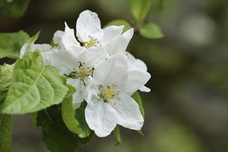 Apple blossoms (Malus), white open blossoms, Wilnsdorf, Nordrhein. Westphalia, Germany, Europe