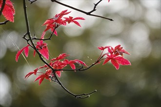 Fan maple in autumn, Germany, Europe