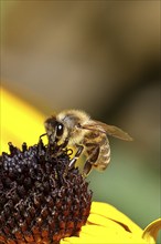 European honey bee (Apis mellifera), collecting nectar from a yellow coneflower (Echinacea