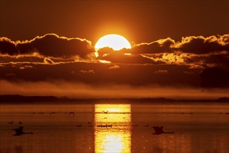 Lively sunset reflected in a still body of water, Crane (Grus grus) wildlife, Western Pomerania