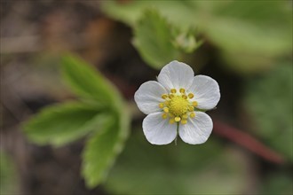 Wild strawberry (Fragaria vesca), flower, Wilnsdorf, Nordrhein. Westphalia, Germany, Europe