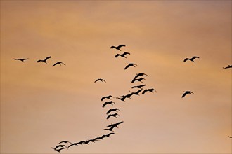 Flock of birds flying in the orange-coloured evening sky, cranes, Müritz, Müritz National Park,