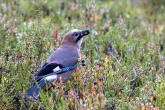 Eurasian jay (Garrulus glandarius), with bilberry in its beak, Oulanka National Park, Kuusamo,