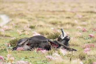 A vulture sits with a dead Wildebeest between beautiful blooming flowers. The bird is looking at