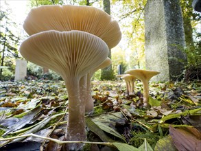 Common Funnel (Infundibulicybe gibba), photographed from the frog's perspective