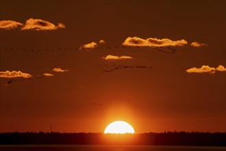 Impressive sunset with clouds and dark silhouettes on the horizon, crane (Grus grus) wildlife,