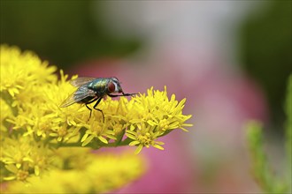 Common green bottle fly (Lucilia caesar) on a yellow flower of the Solidago canadensis (Solidago