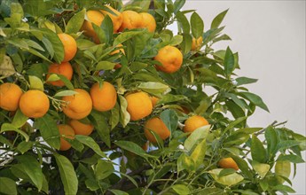 Bitter orange (Citrus x aurantum), Ronda, Andalusia, Spain, Europe