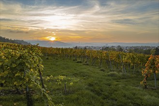 Vineyards at sunset, television tower and radio tower in the background, Untertürkheim, Stuttgart,