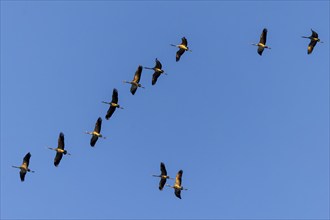 Cranes flying in V-formation over the blue sky, Crane (Grus grus) wildlife, Western Pomerania