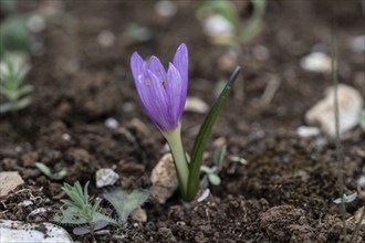 Colchicum cupanii (Colchicum cupanii), Sicily, Italy, Europe