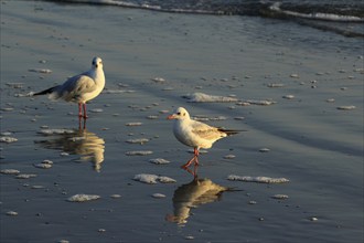 Black-headed Black-headed Gull, Usedom, September, Mecklenburg-Western Pomerania, Germany, Europe