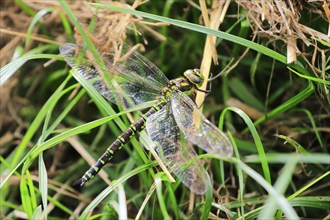 Dragonfly, September, Mecklenburg-Western Pomerania, Germany, Europe