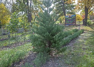 Detroit, Michigan, A giant sequoia tree (Sequoiadendron giganteum) growing at Arboretum Detroit,