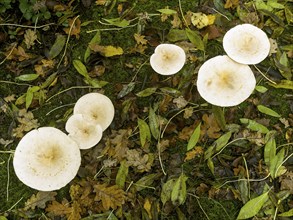 Common Funnel (Infundibulicybe gibba)