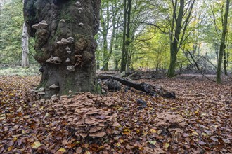 Armillaria polymyces (Armillaria ostoyae), Emsland, Lower Saxony, Germany, Europe