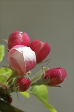 Apple blossoms (Malus), red still closed blossoms, Wilnsdorf, Nordrhein. Westphalia, Germany,