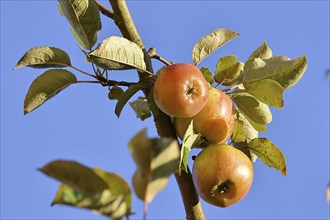 Ripe red apples hanging ready for harvest on a tree in front of a blue sky, fruit tree, orchard,