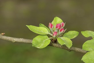 Apple blossoms (Malus), red still closed blossoms, Wilnsdorf, Nordrhein. Westphalia, Germany,