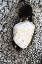 Hornets (Vespa crabro) at their den in the olive tree, Sicily, Italy, Europe