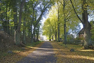 Tree avenue in autumn light with yellow leaves on the path, Müritz National Park,