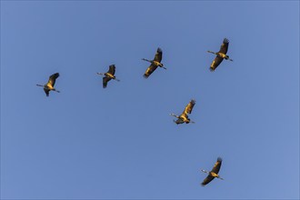 Six cranes flying in formation in the blue sky, Crane (Grus grus) wildlife, Western Pomerania