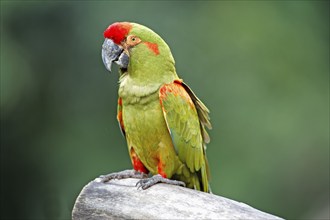 Red-eared Macaw (Ara rubrogenys), adult, on tree, Bolivia, South America