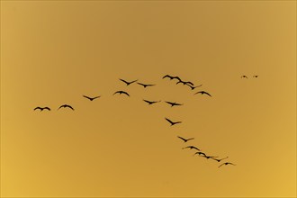 Cranes flying over an orange-coloured sky at sunset, Crane (Grus grus) wildlife, Western Pomerania