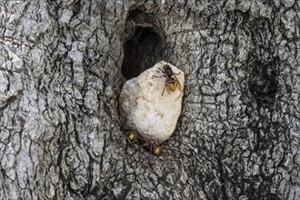 Hornets (Vespa crabro) at their den in the olive tree, Sicily, Italy, Europe