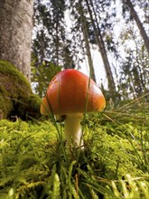 Fly agaric (Amanita muscaria) without white dots, photographed on mossy ground from a frog's