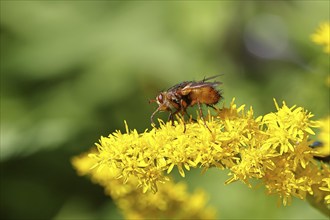 Hedgehog fly (Tachina fera), collecting nectar from a yellow flower of Solidago canadensis